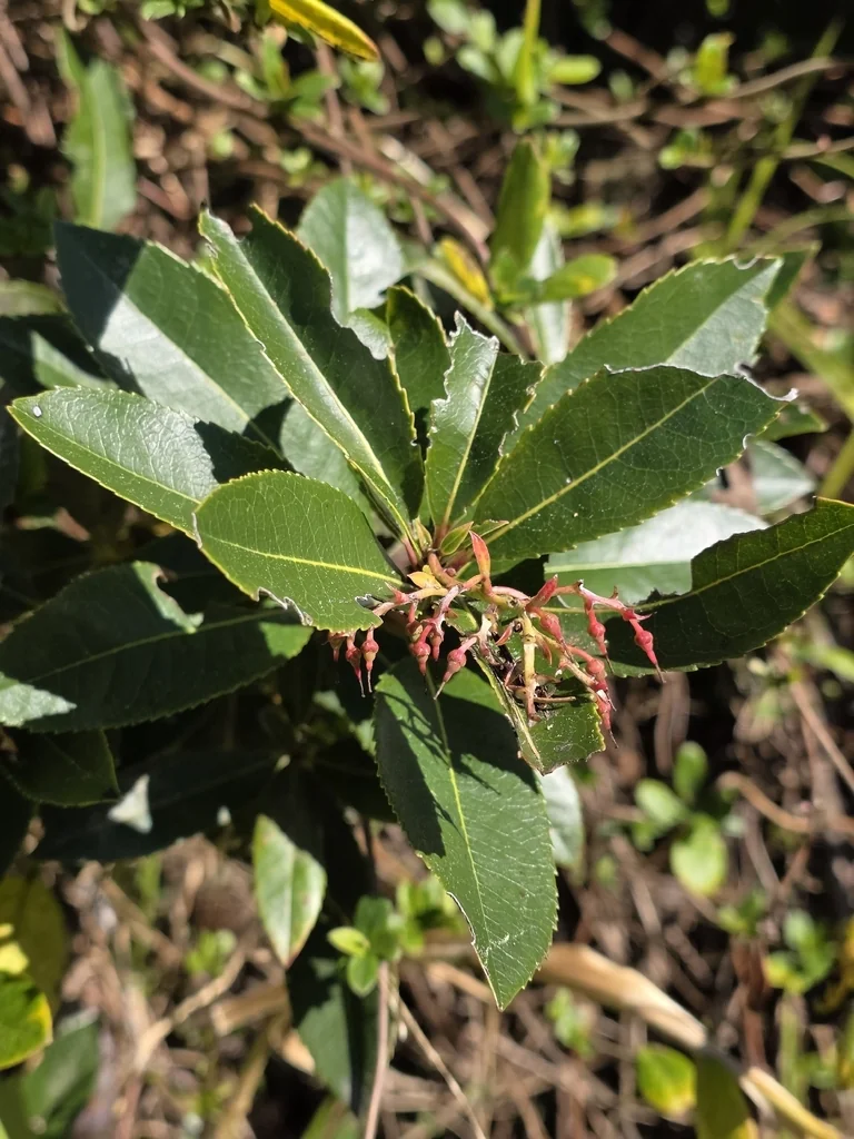 Arbutus Unedo