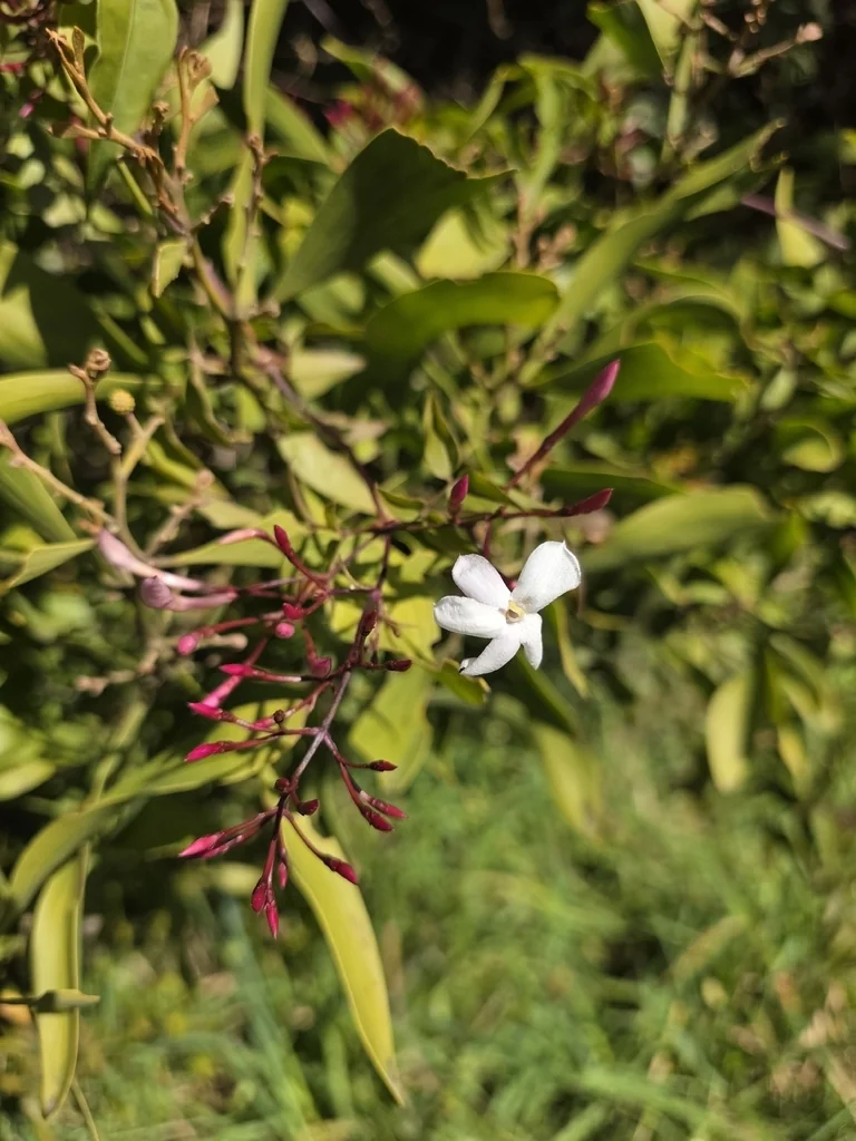 Jasminum Polyanthum
