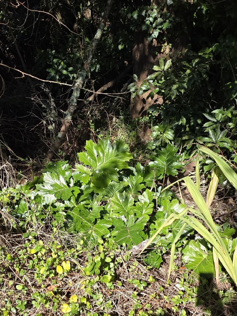 Acanthus Mollis