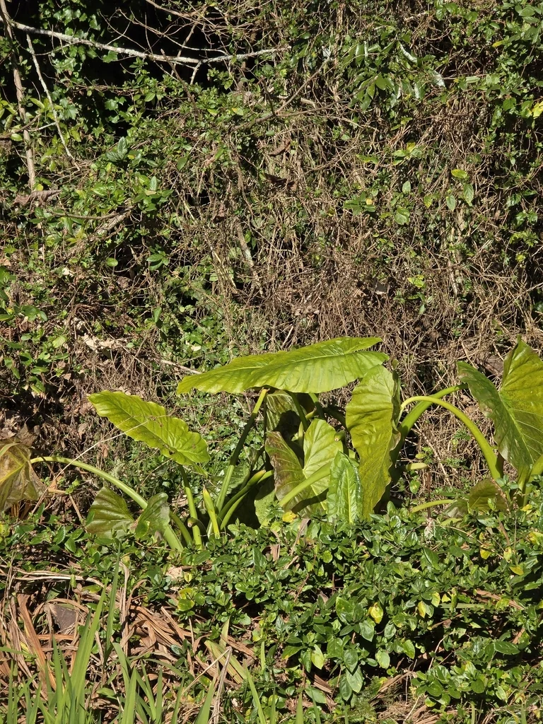 Alocasia amazonica