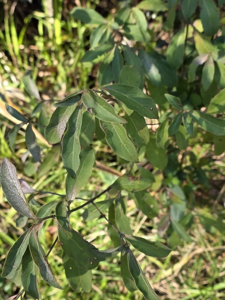 Cornus Capitata