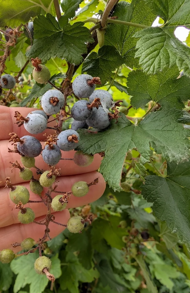 Ribes Sanguineum