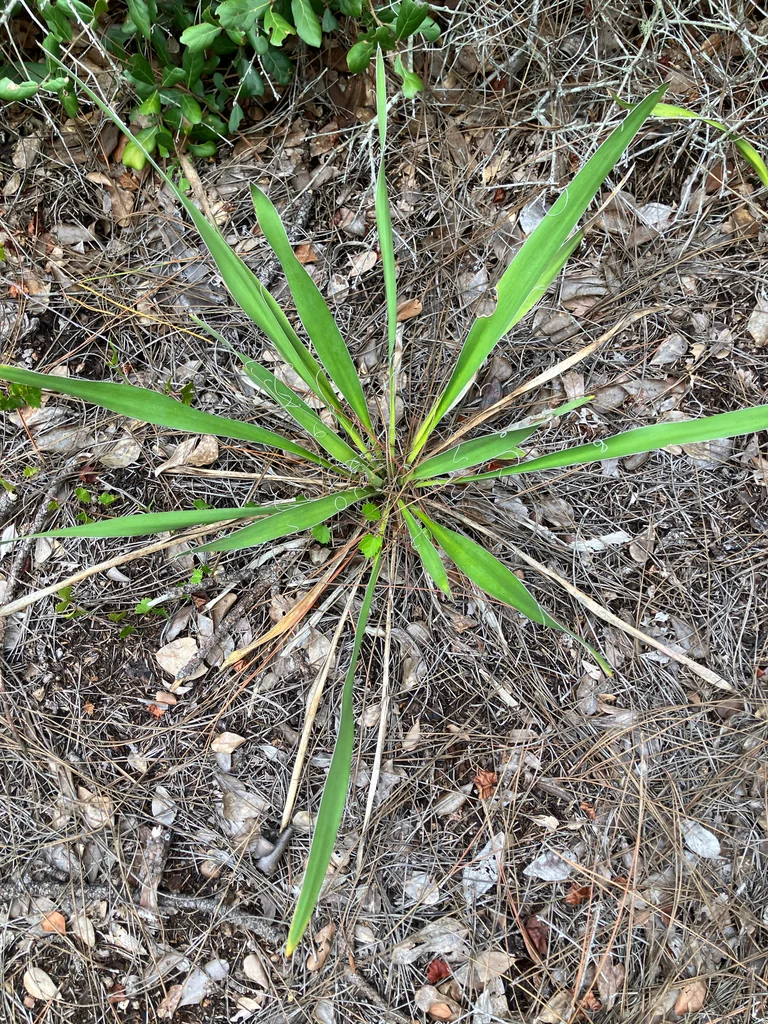 Yucca Filamentosa