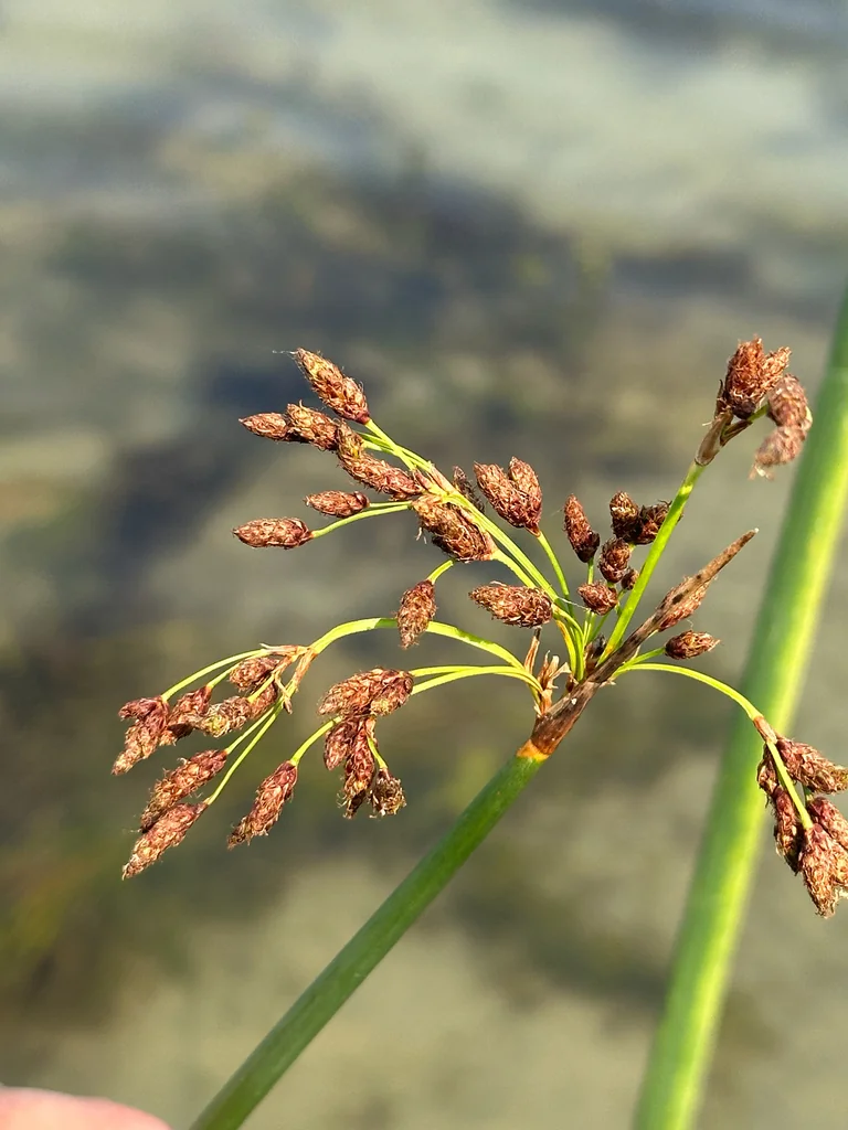 Scirpus Tabernaemontani