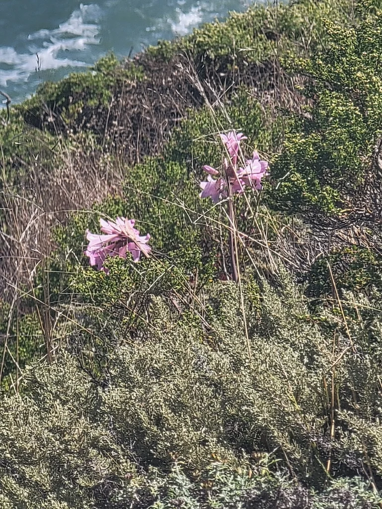 Amaryllis Belladonna