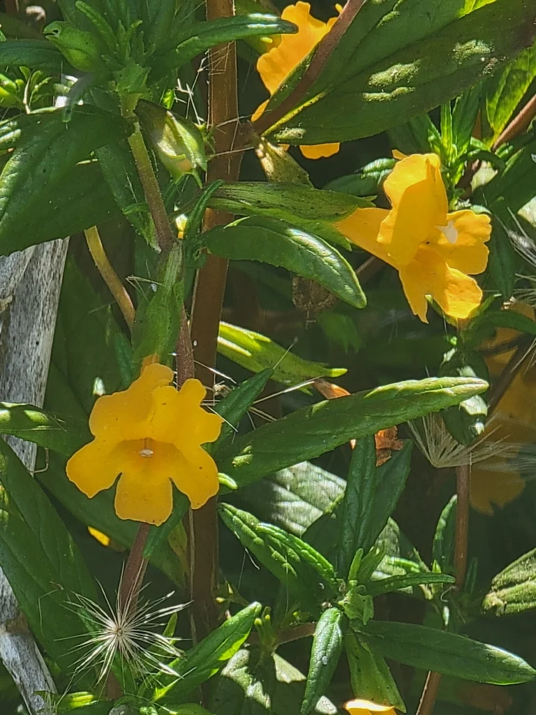 Mimulus Aurantiacus