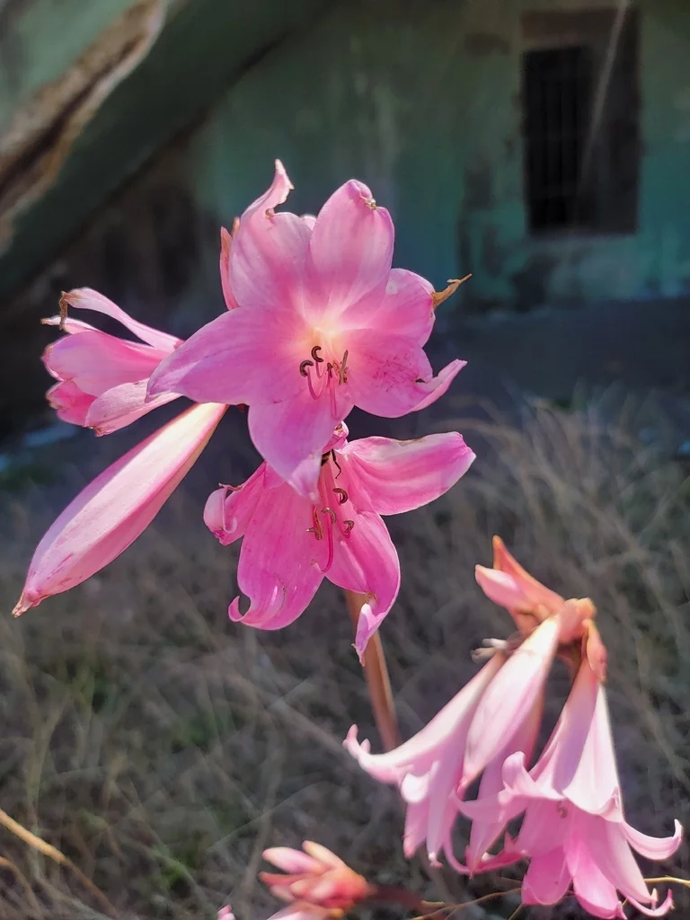 Amaryllis Belladonna