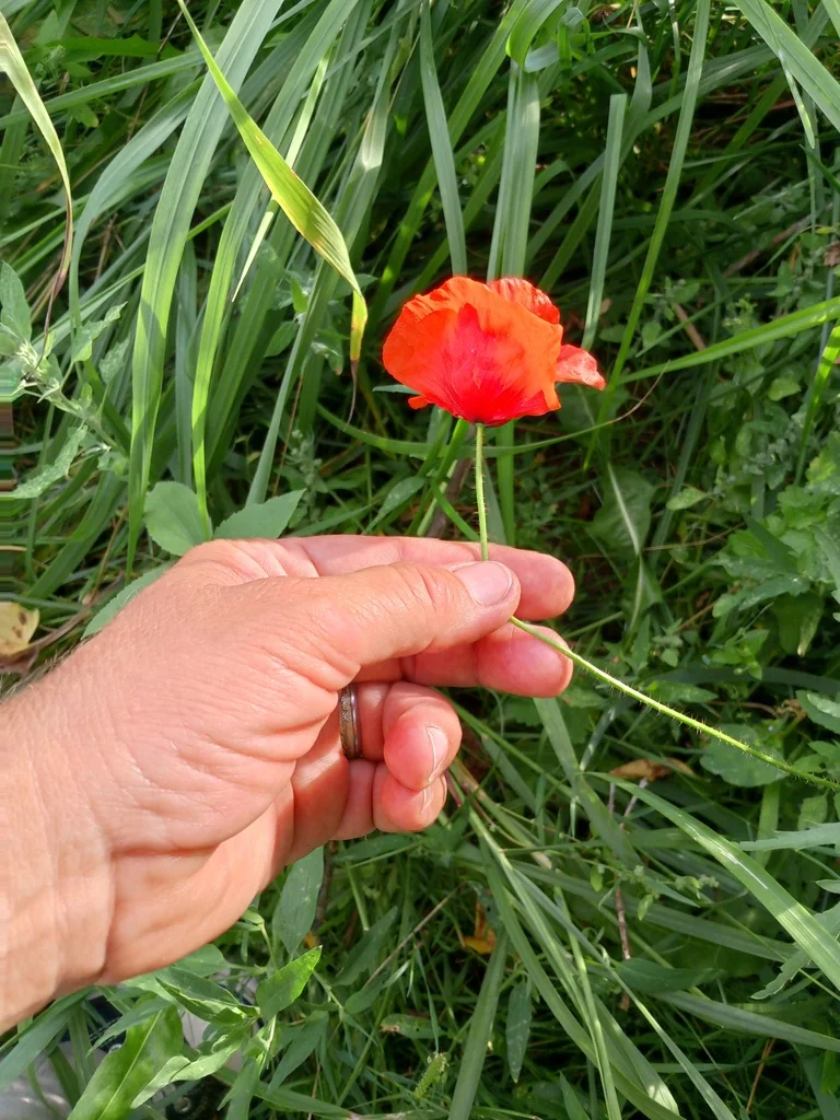 Papaver Rhoeas