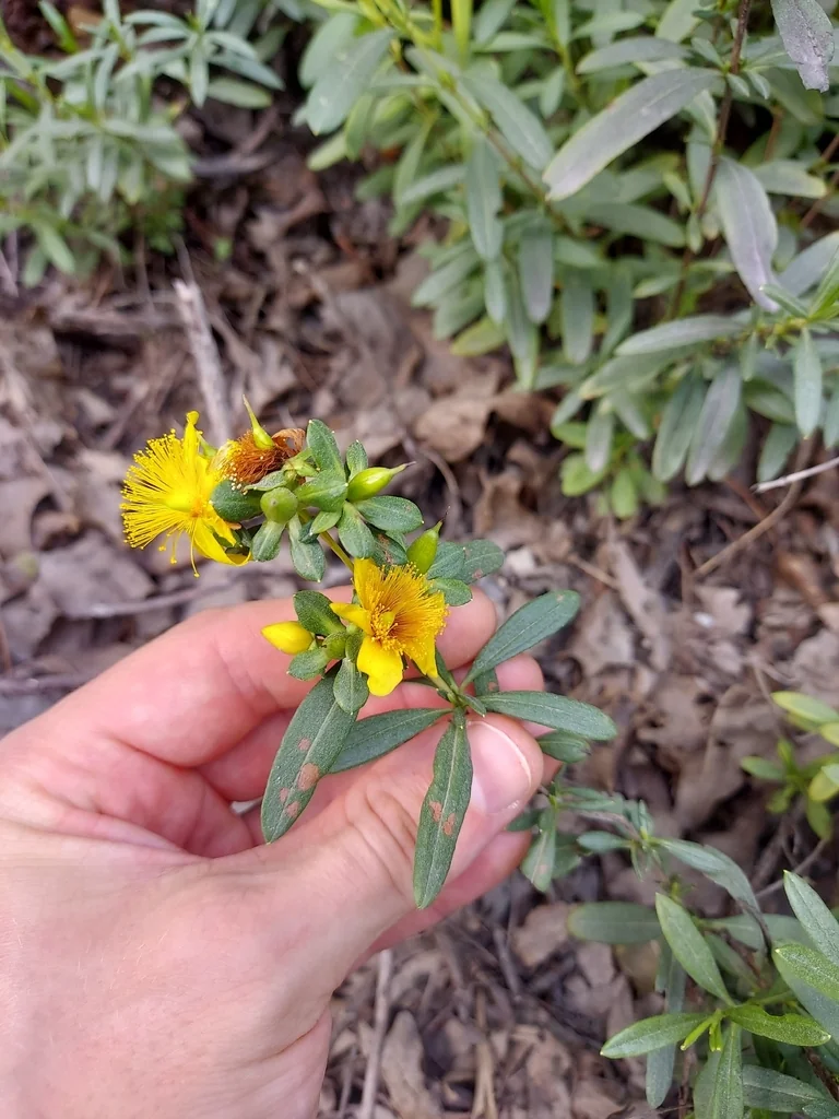 Hypericum Prolificum