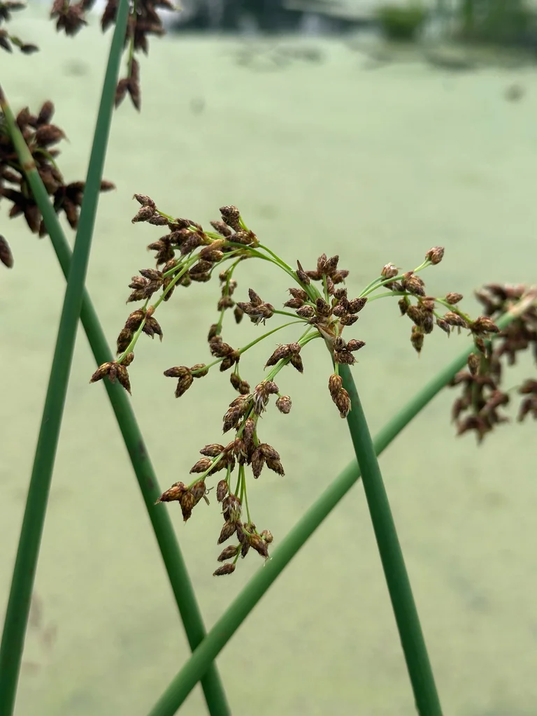 Scirpus Tabernaemontani