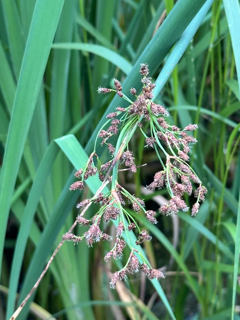 Scirpus Tabernaemontani