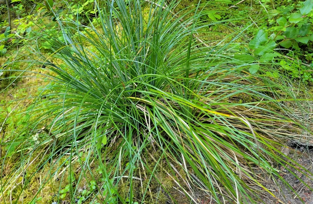 Xerophyllum Tenax