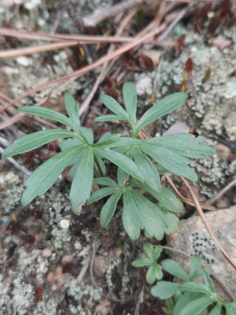 Viola Pedata