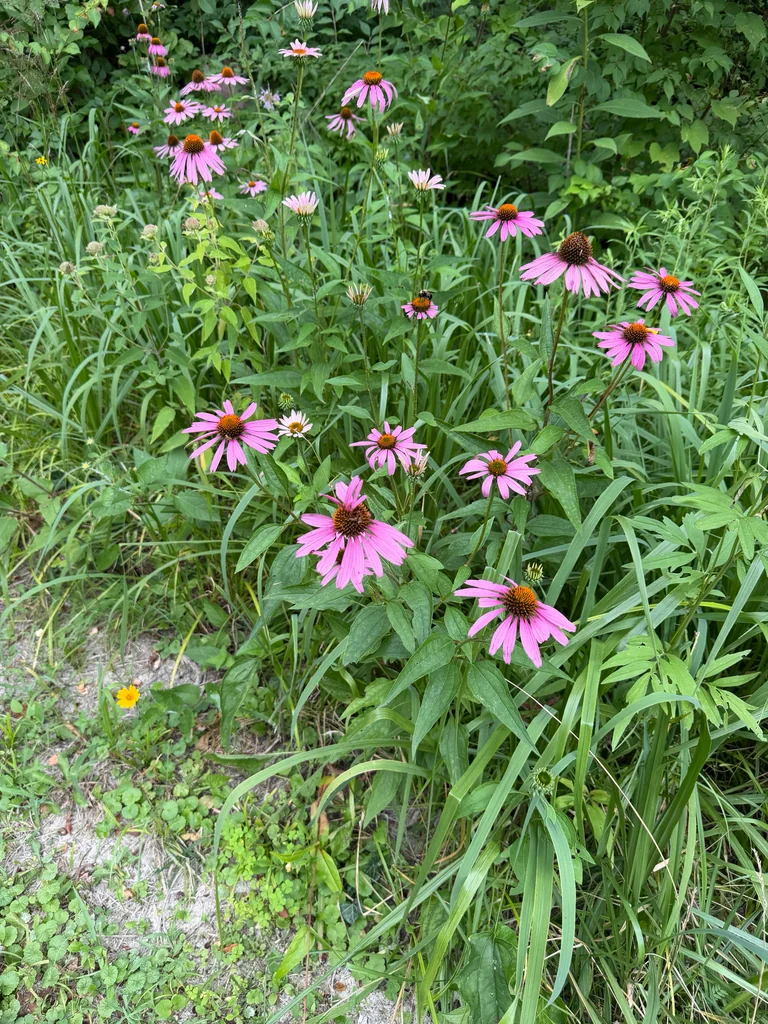 Echinacea Purpurea
