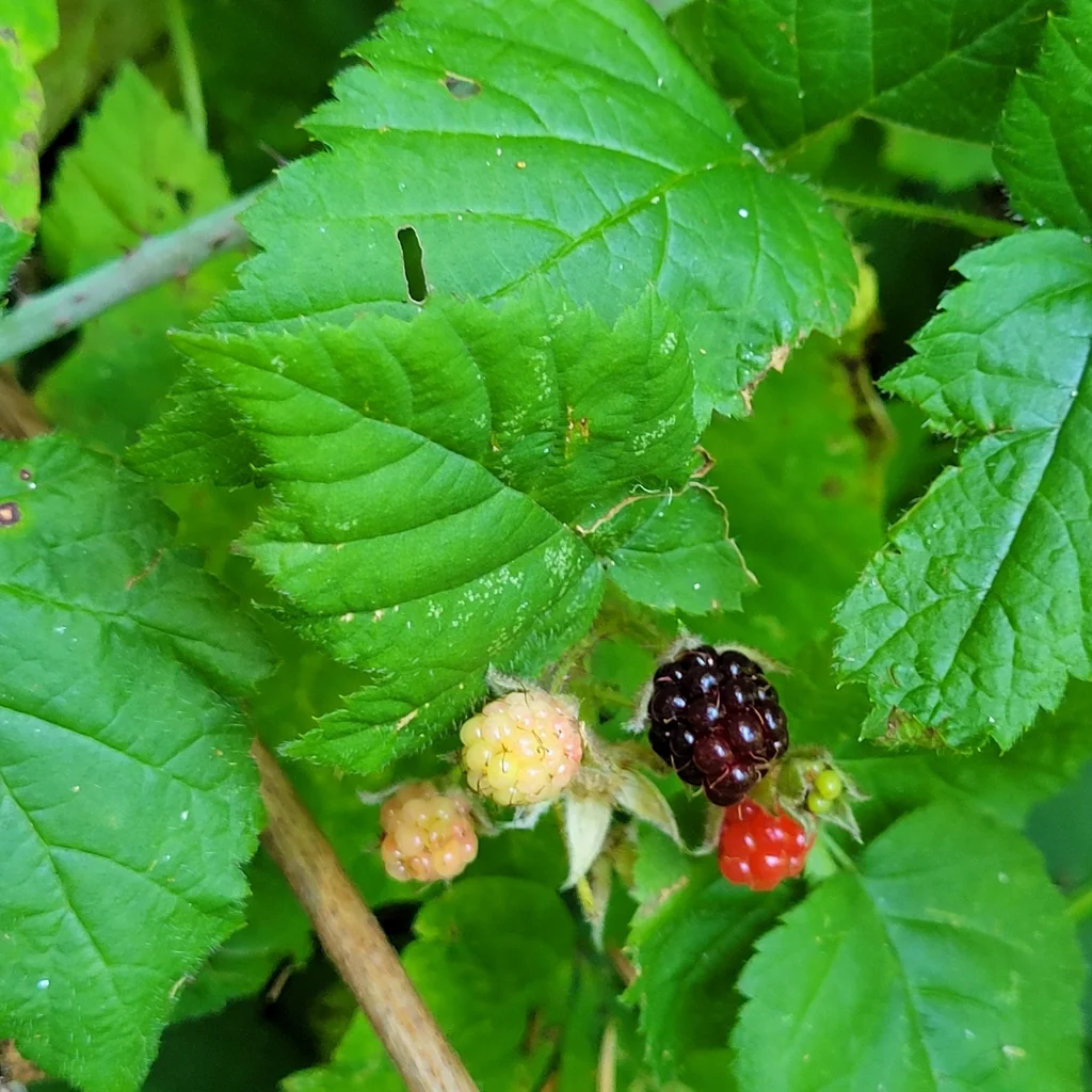 Rubus Ursinus