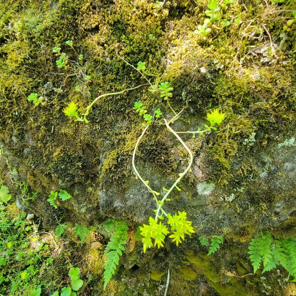 Sedum Oreganum