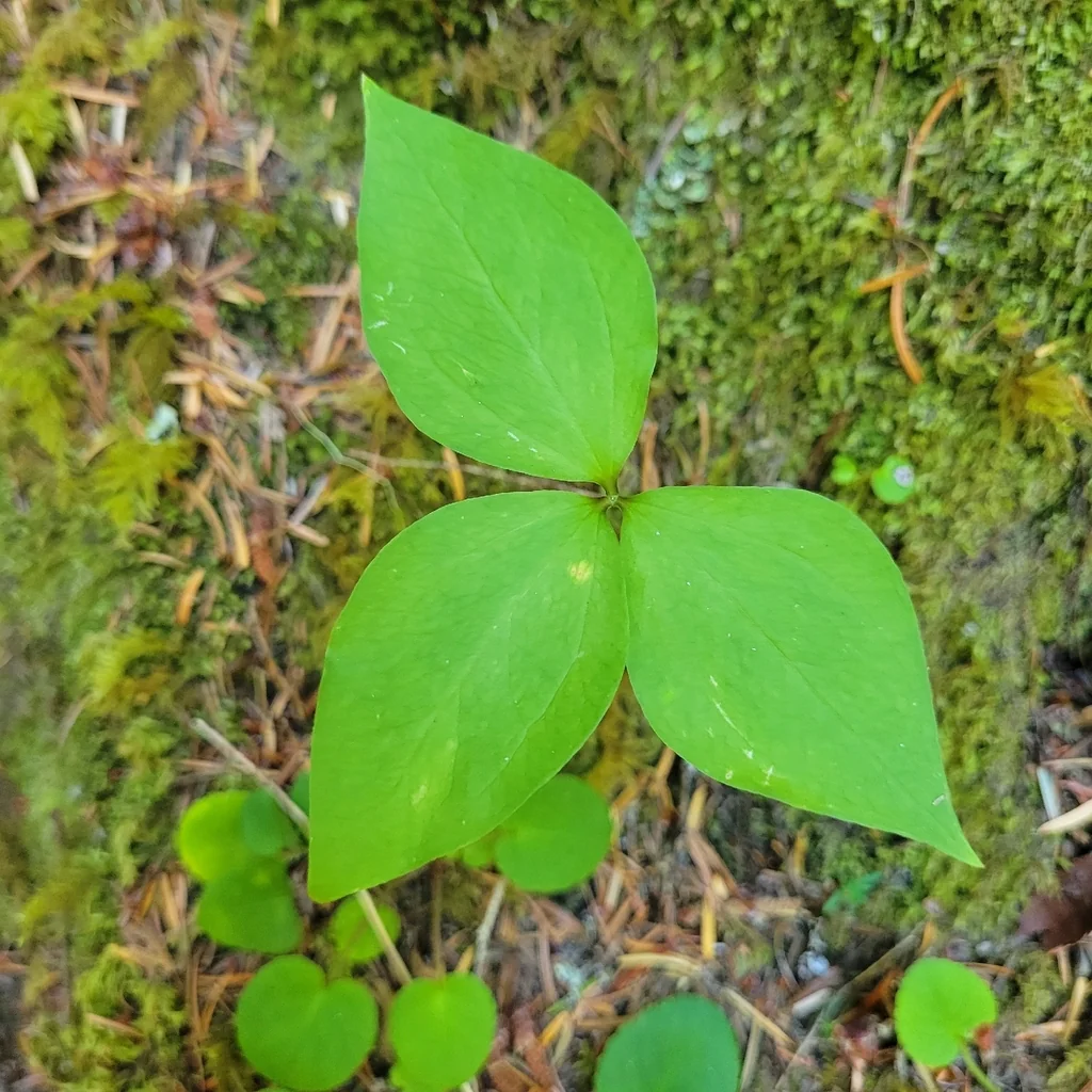 Trillium Ovatum