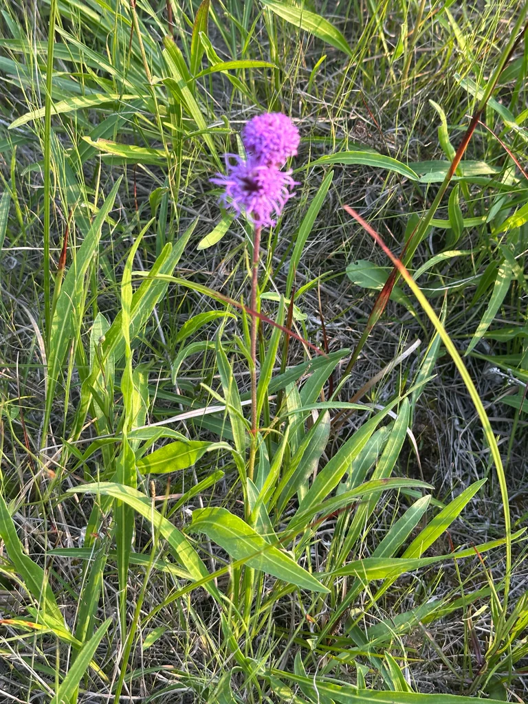 Liatris Ligulistylis