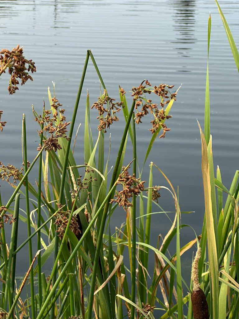 Scirpus Tabernaemontani