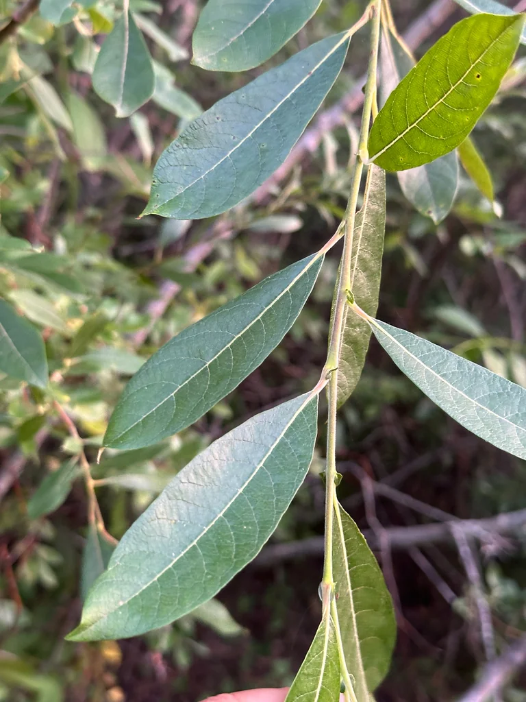 Salix Scouleriana