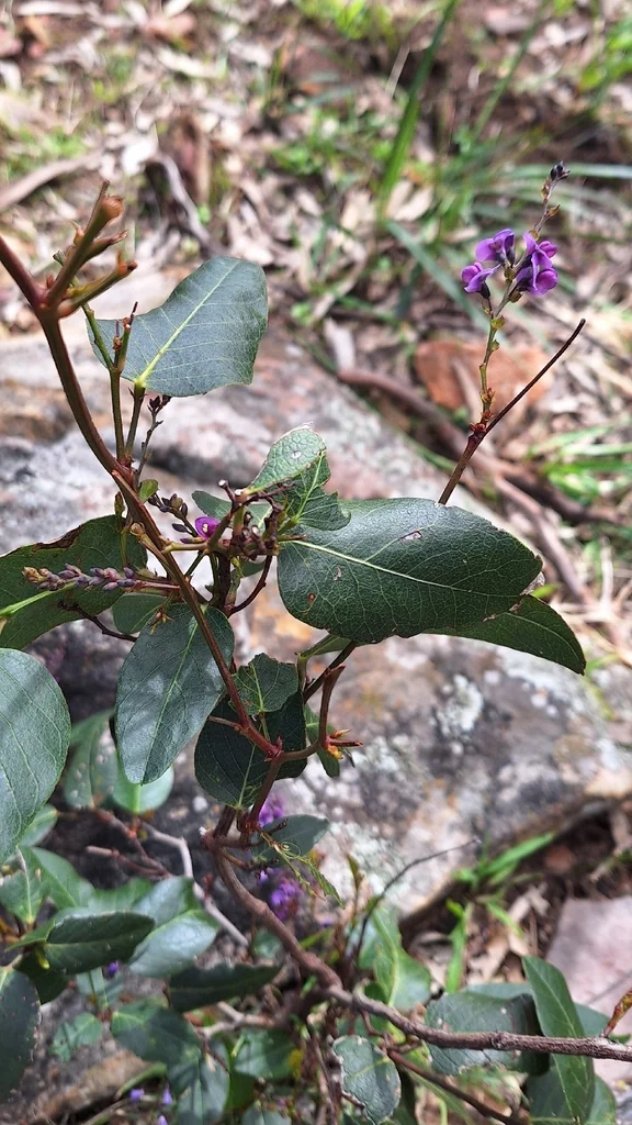 Hardenbergia Violacea