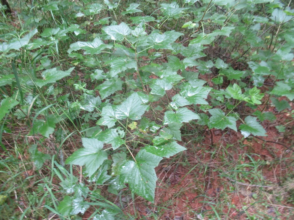 Ribes Nigrum