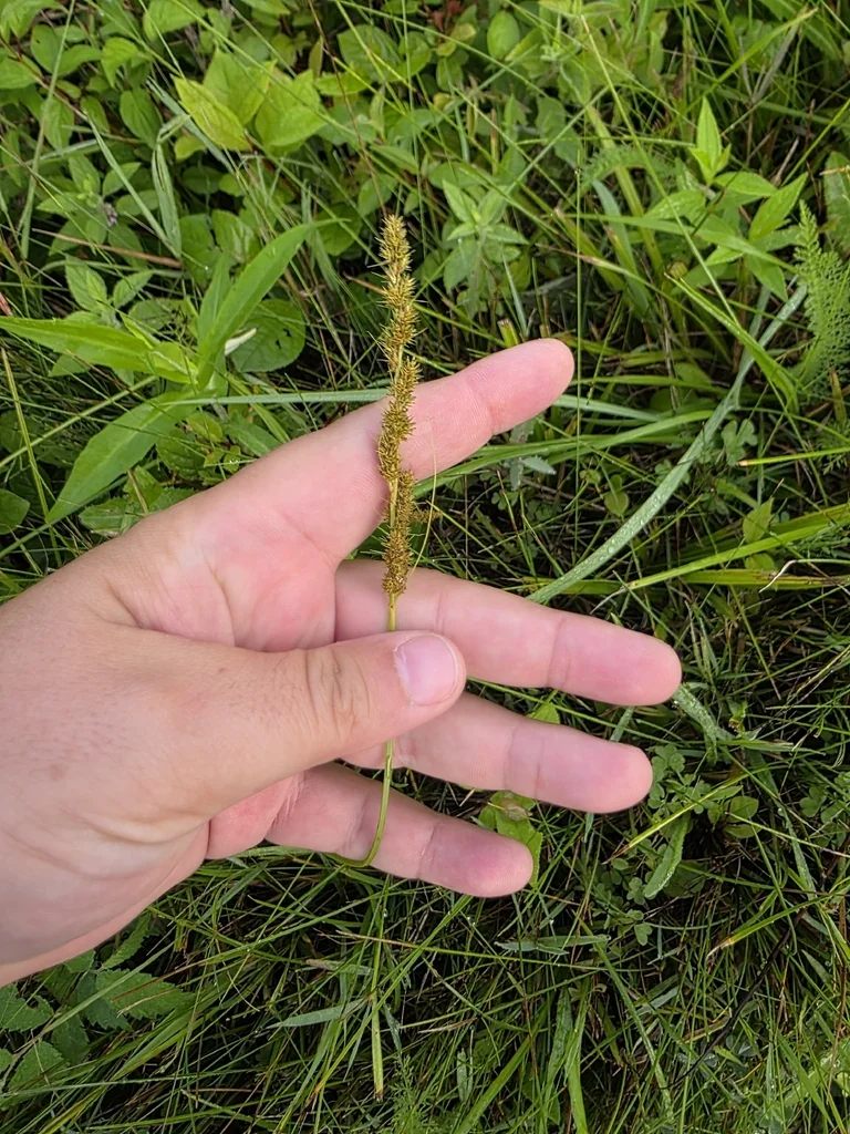 Carex Vulpinoidea