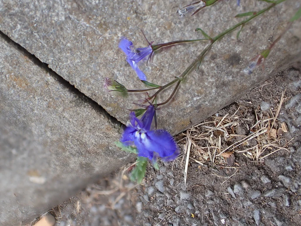 Lobelia erinus