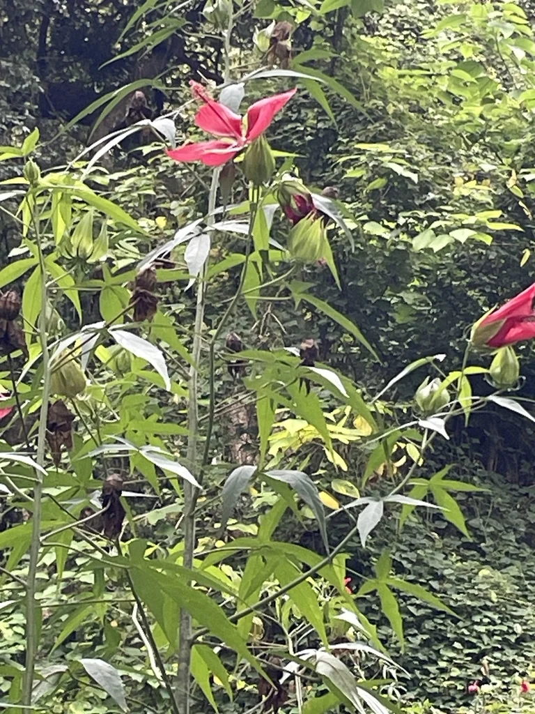 Hibiscus Coccineus