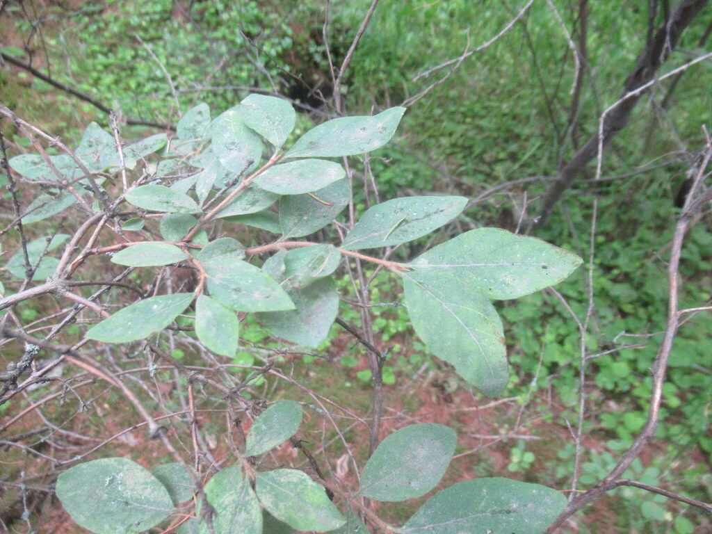 Lonicera Caerulea