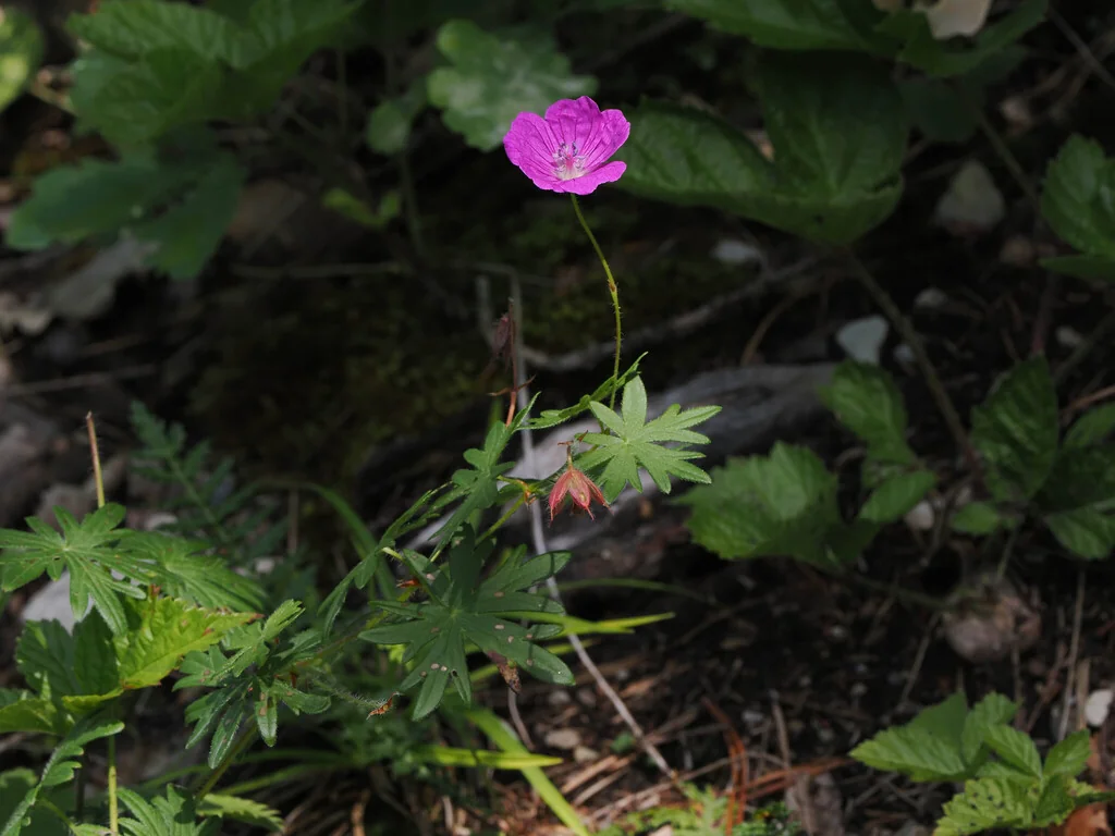 Geranium Sanguineum