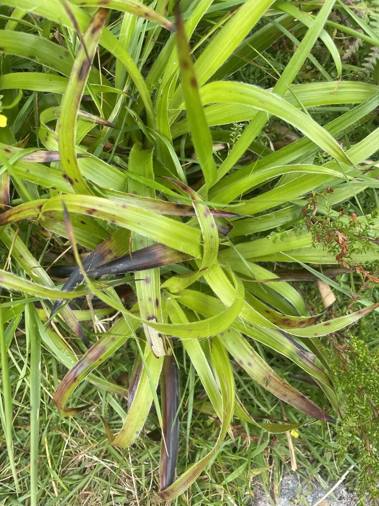 Luzula Sylvatica