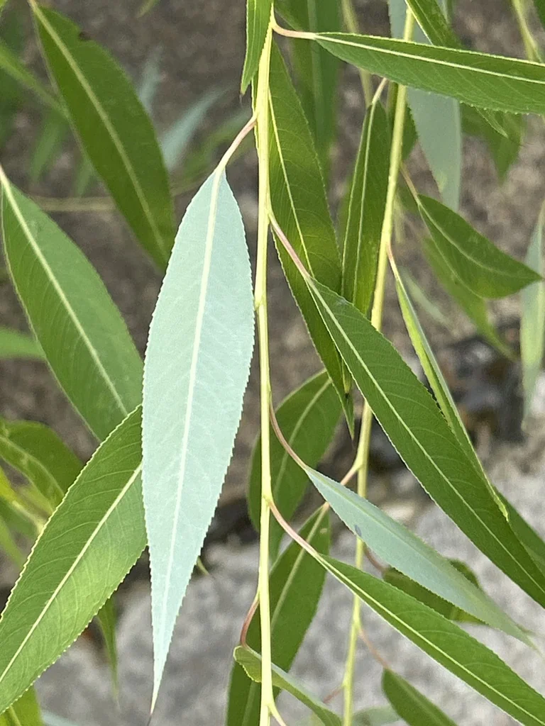 Salix Nigra