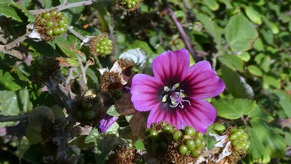 Lavatera Arborea