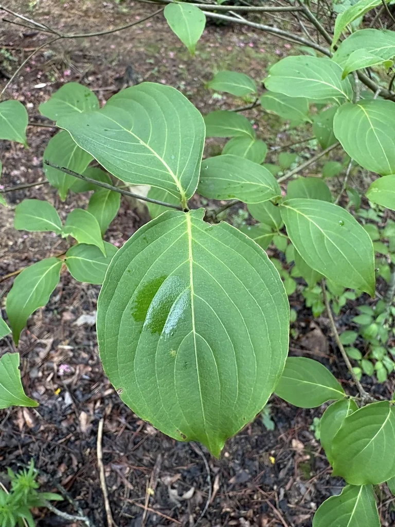 Cornus Florida