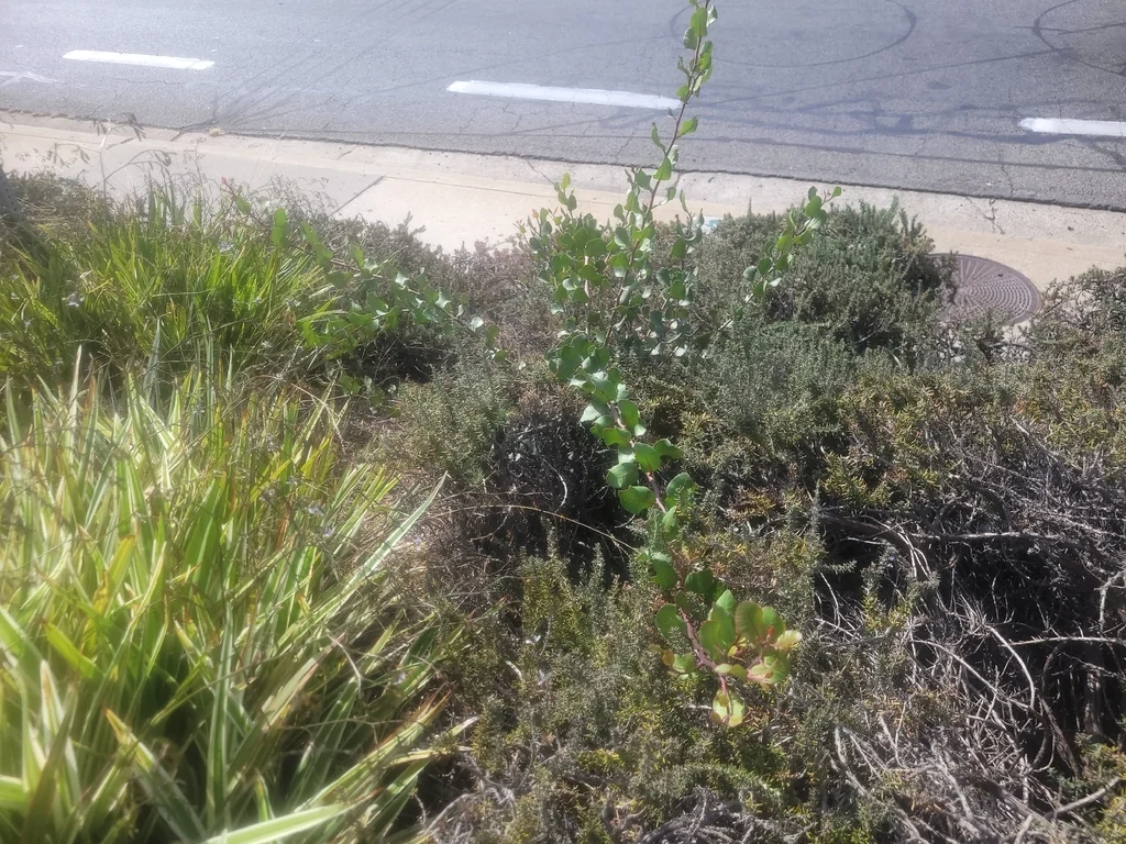 Rhus Integrifolia