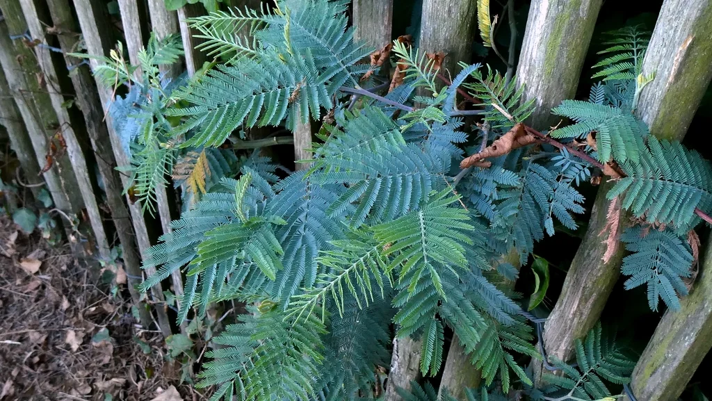 Acacia Dealbata