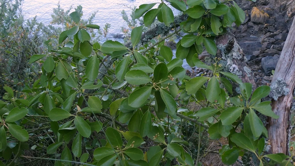 Euonymus Japonicus