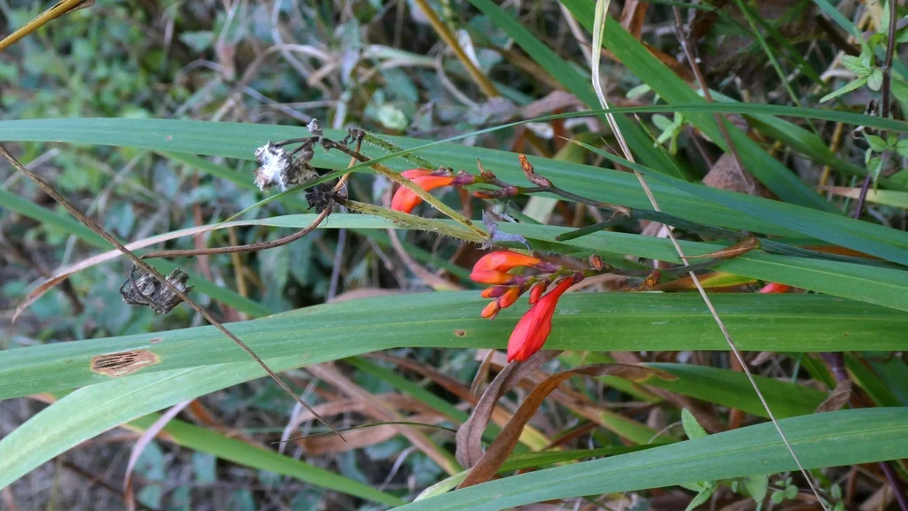 Crocosmia X Crocosmiiflora