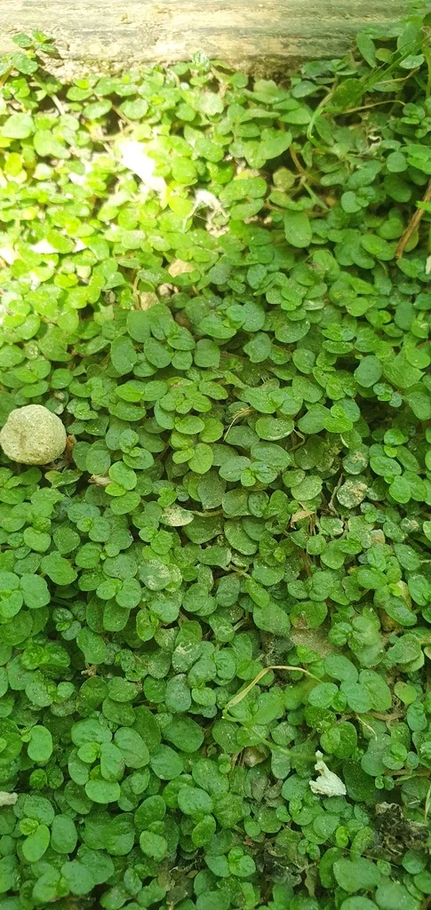 Soleirolia Soleirolii