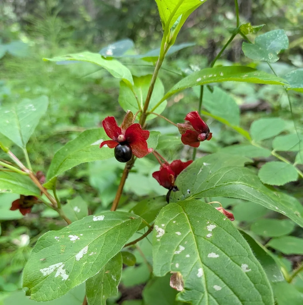 Lonicera Involucrata