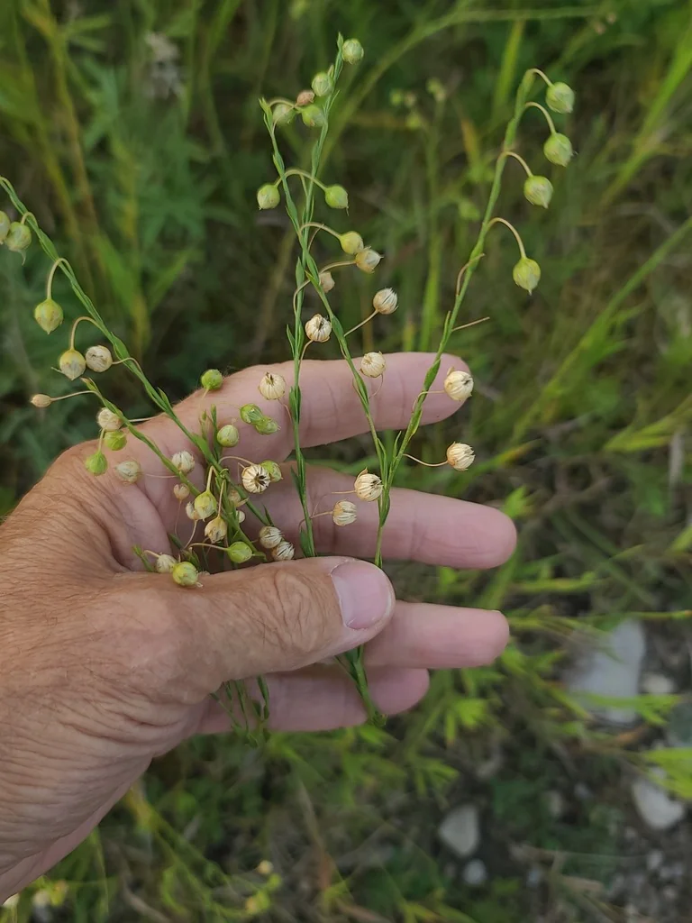 Linum Lewisii