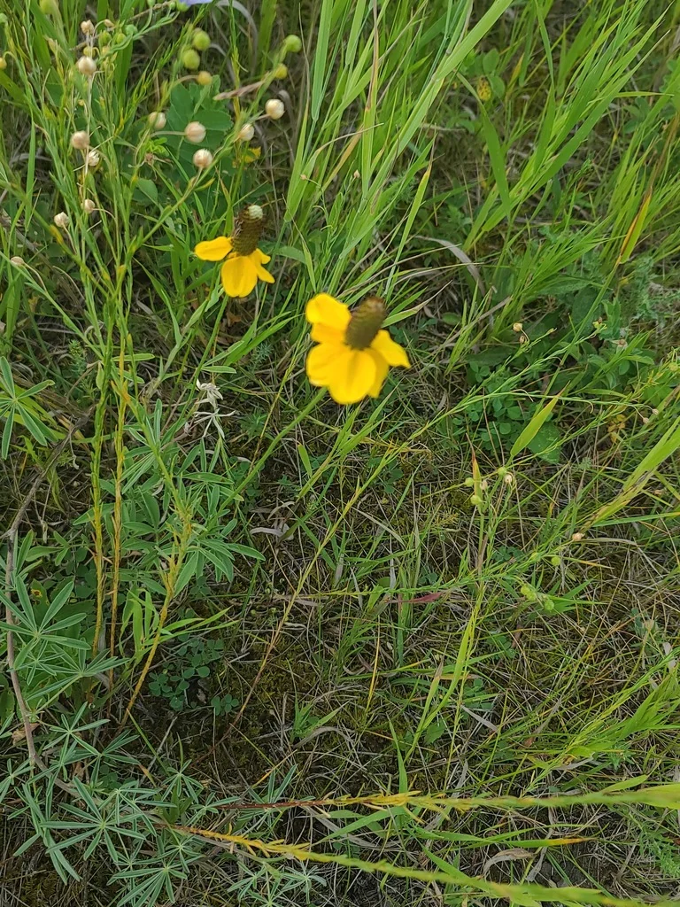Ratibida Columnifera
