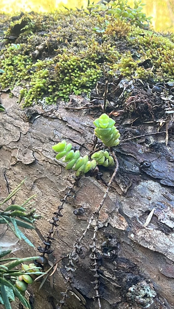 Crassula Perforata