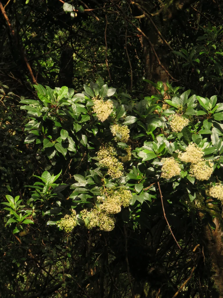 Nuxia Floribunda