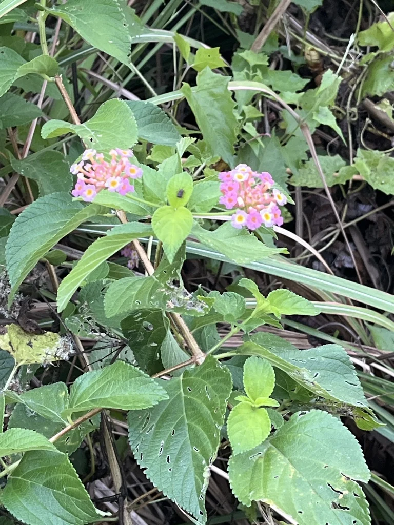 Lantana camara
