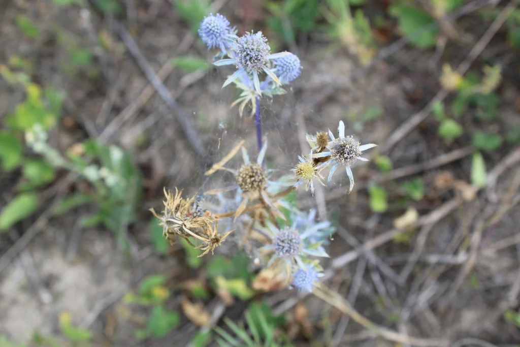 Eryngium Planum