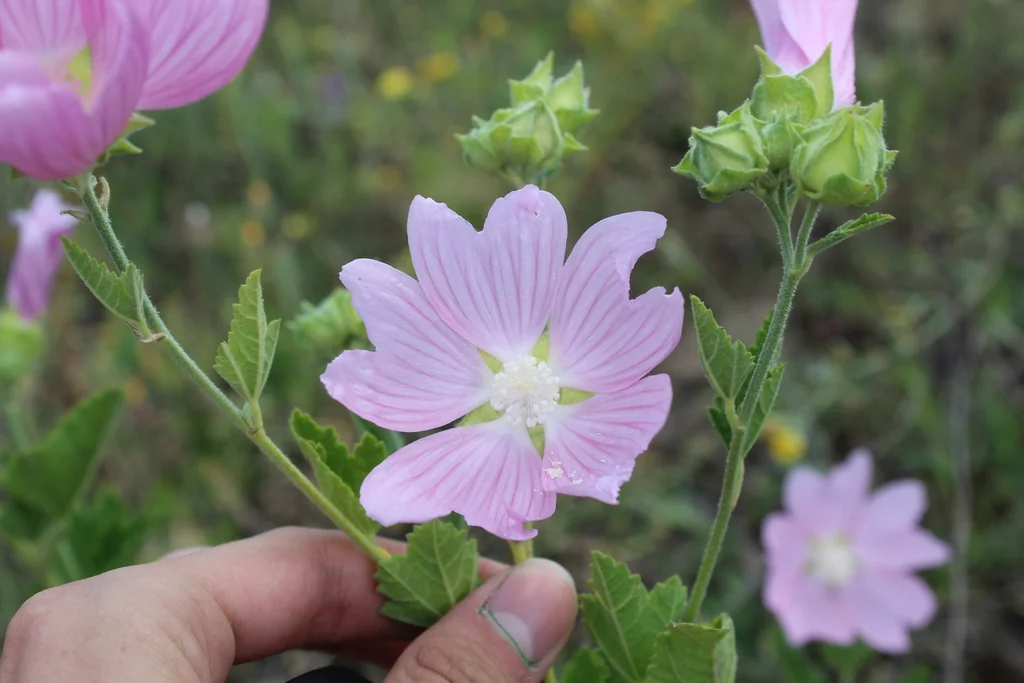 Lavatera Thuringiaca