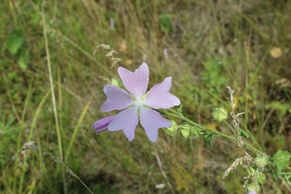 Lavatera Thuringiaca