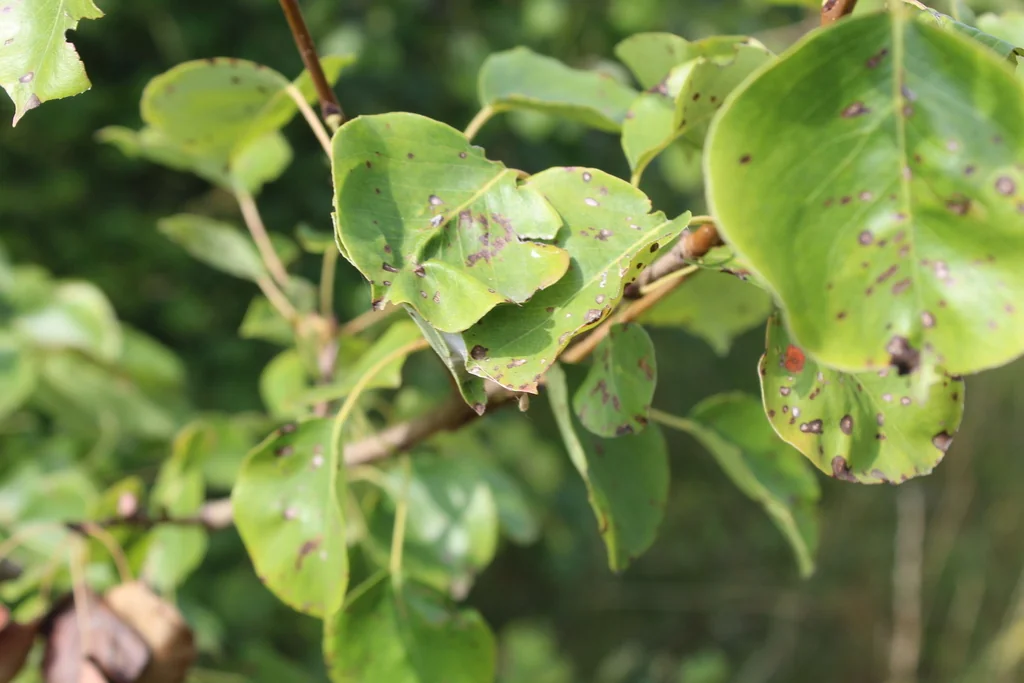 Pyrus Communis